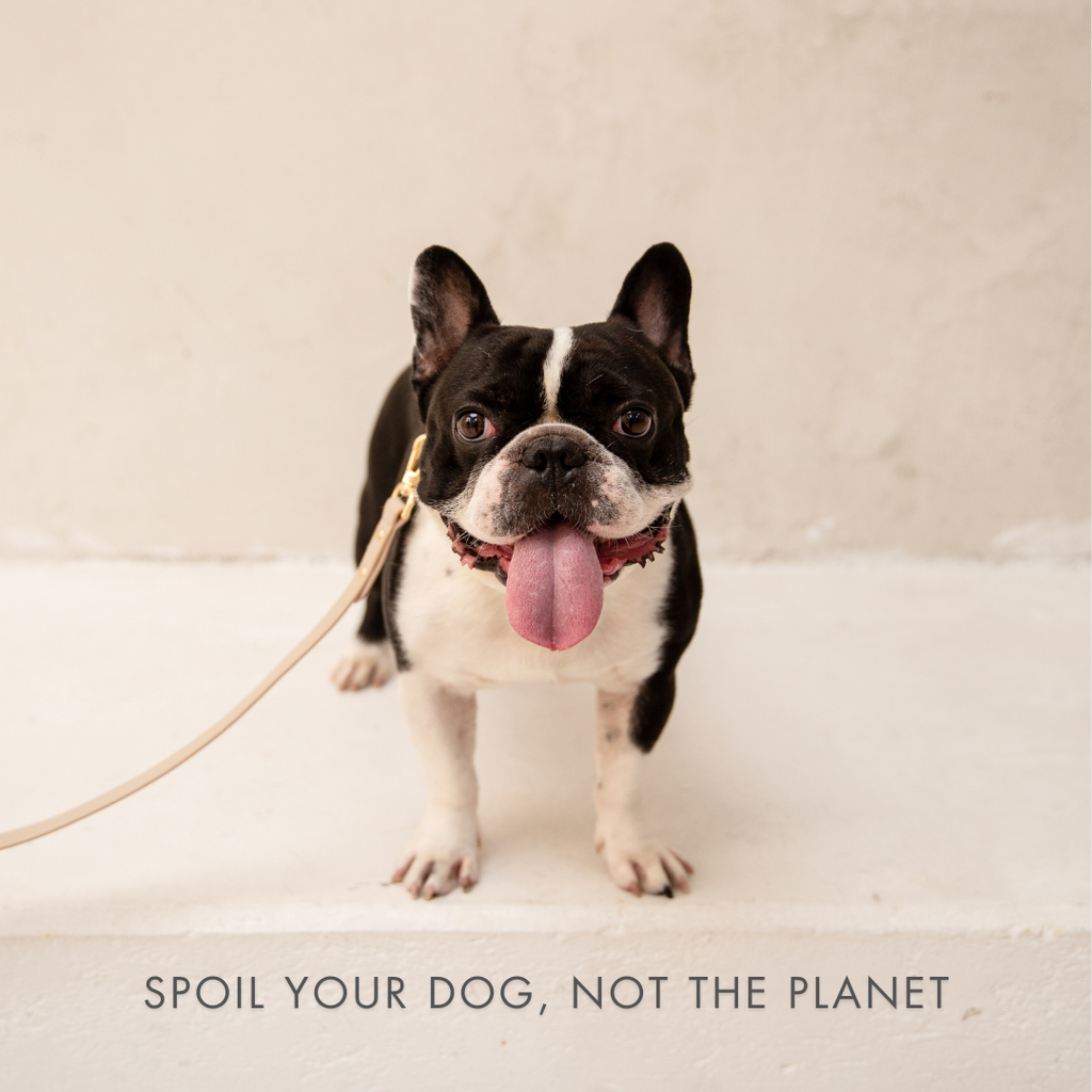 Collar - Air Tag Enabled - Vegan Leather - Cupertino