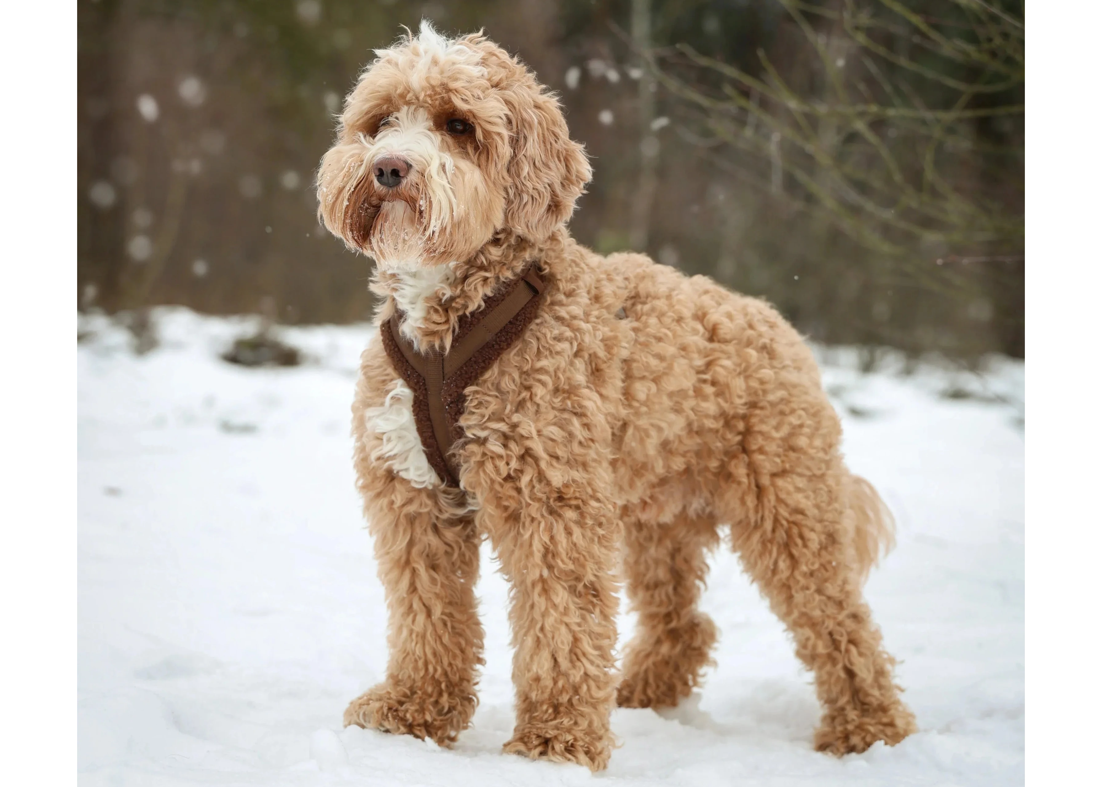 'Black' - Sherpa Dog Harness
