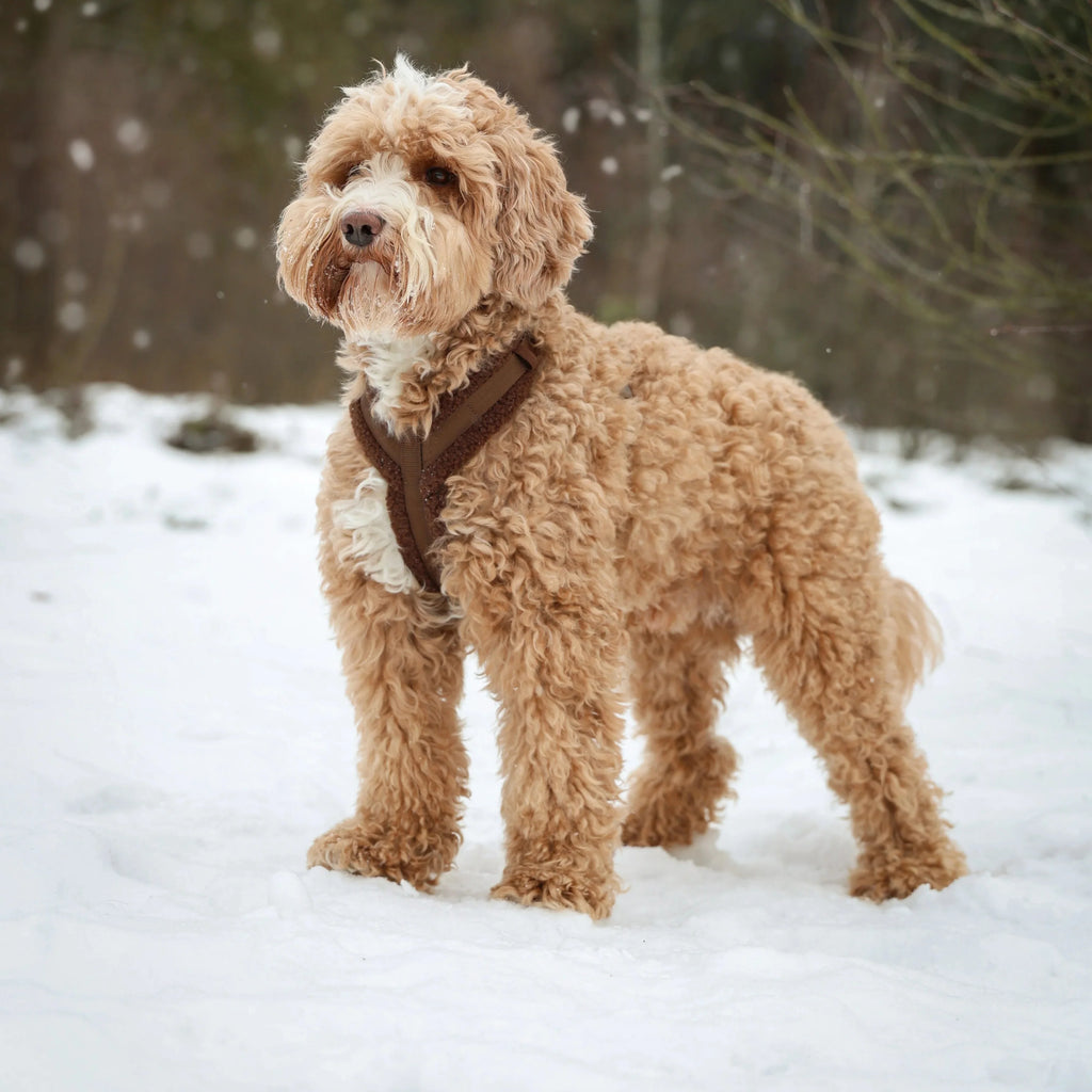 'Bordeaux' - Sherpa Dog Harness